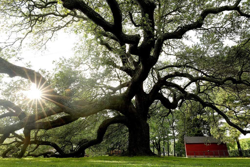 The Emancipation Oak stands near the entrance of the Hampton University campus