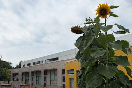 Sunflower growing outside of E3 School