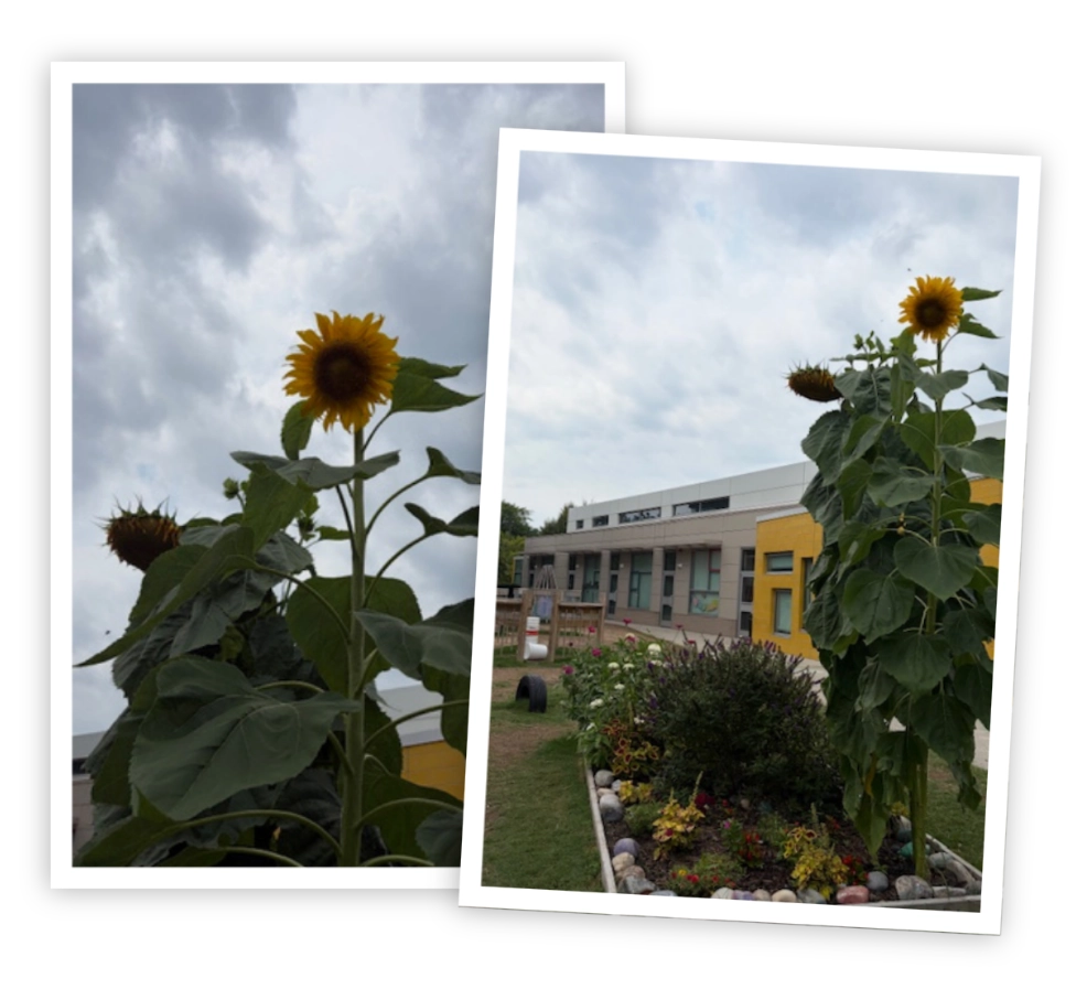 Collage of sunflowers growing outside of E3 School