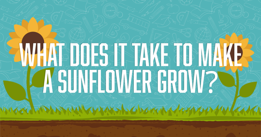 Sunflower email header graphic for E3 School