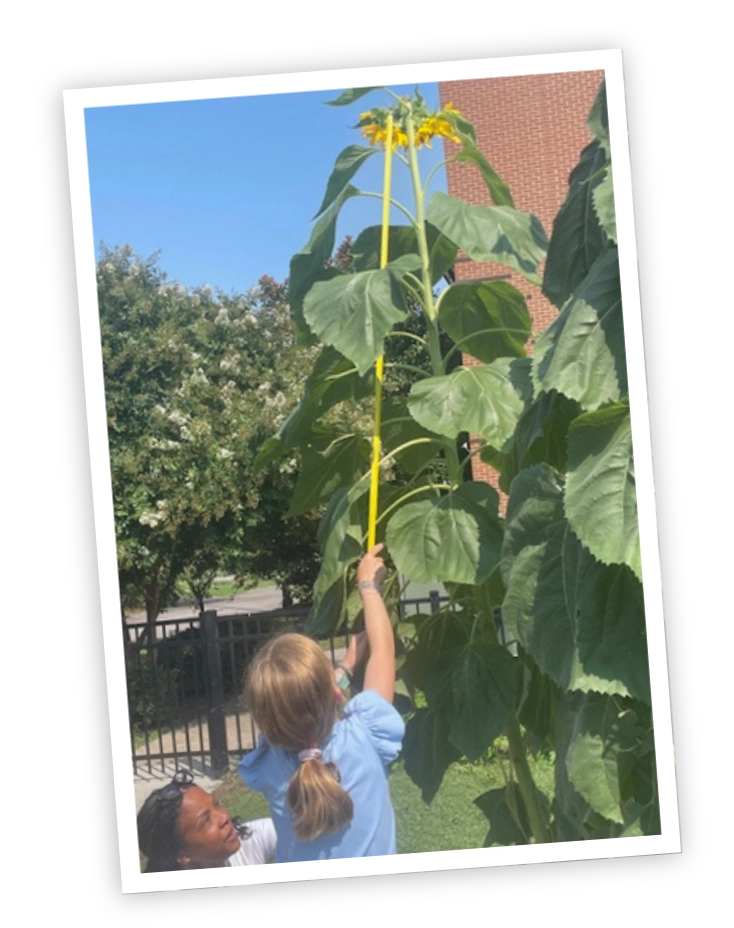 Child helping sunflower growing outside of E3 School